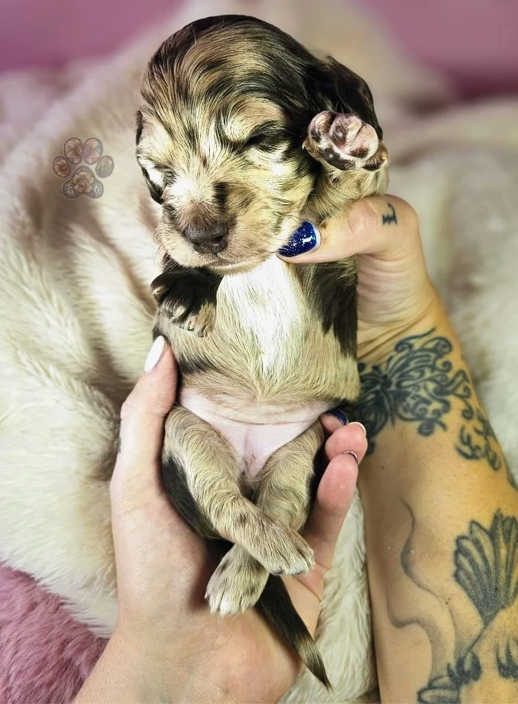 mini dapple dachshund puppy for sale