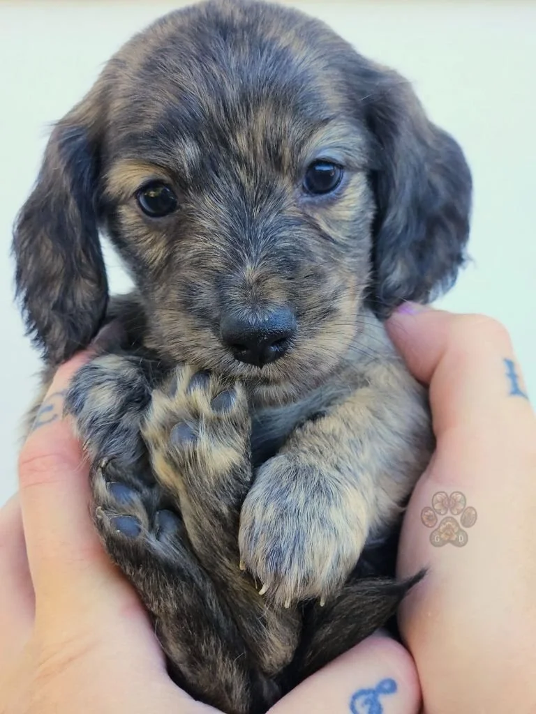 AKC long-haired mini dachshund puppy for sale in Oregon