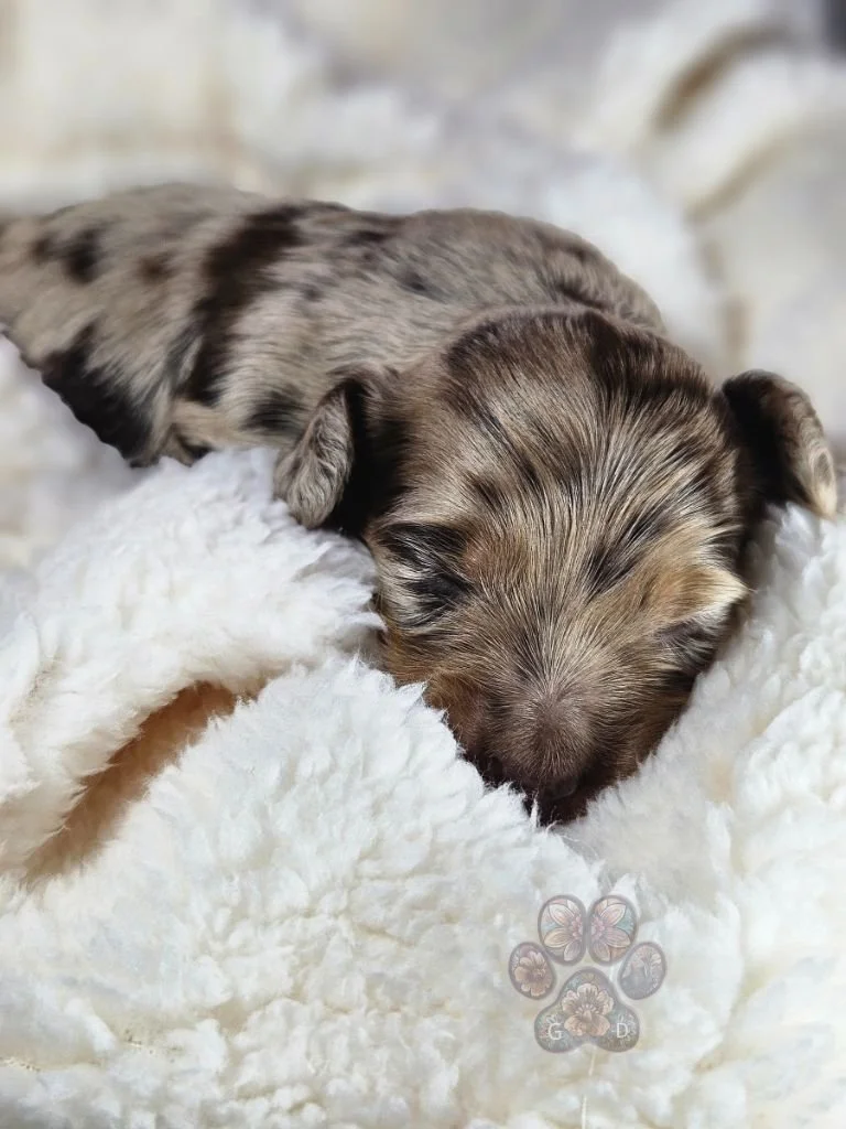 long-haired mini dapple dachshund puppy