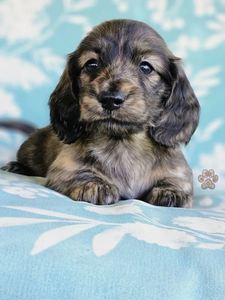 cream brindle dachshund puppy for sale in Oregon