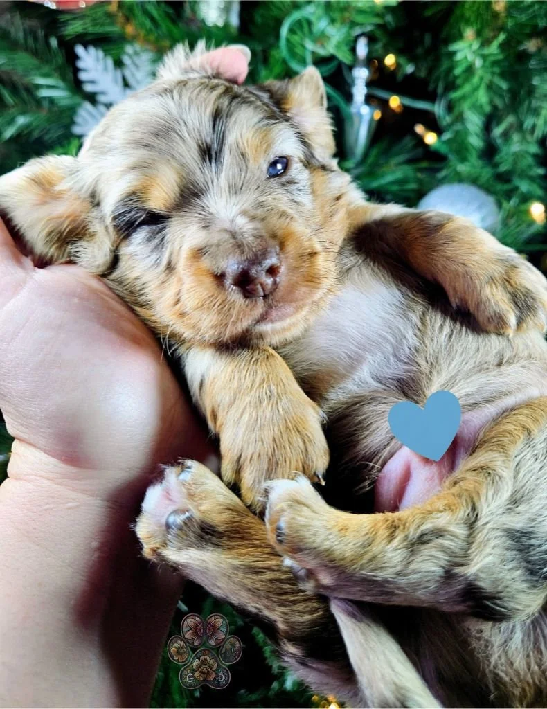 dapple mini dachshund puppy in oregon.jpg