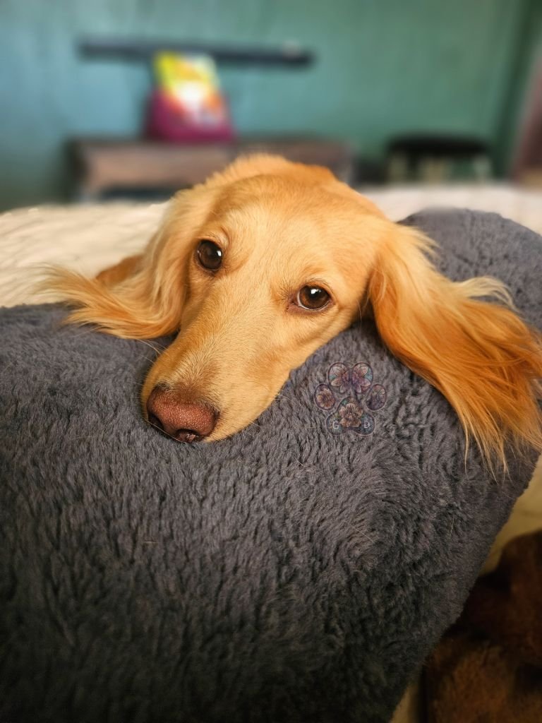 long haired mini dachshund