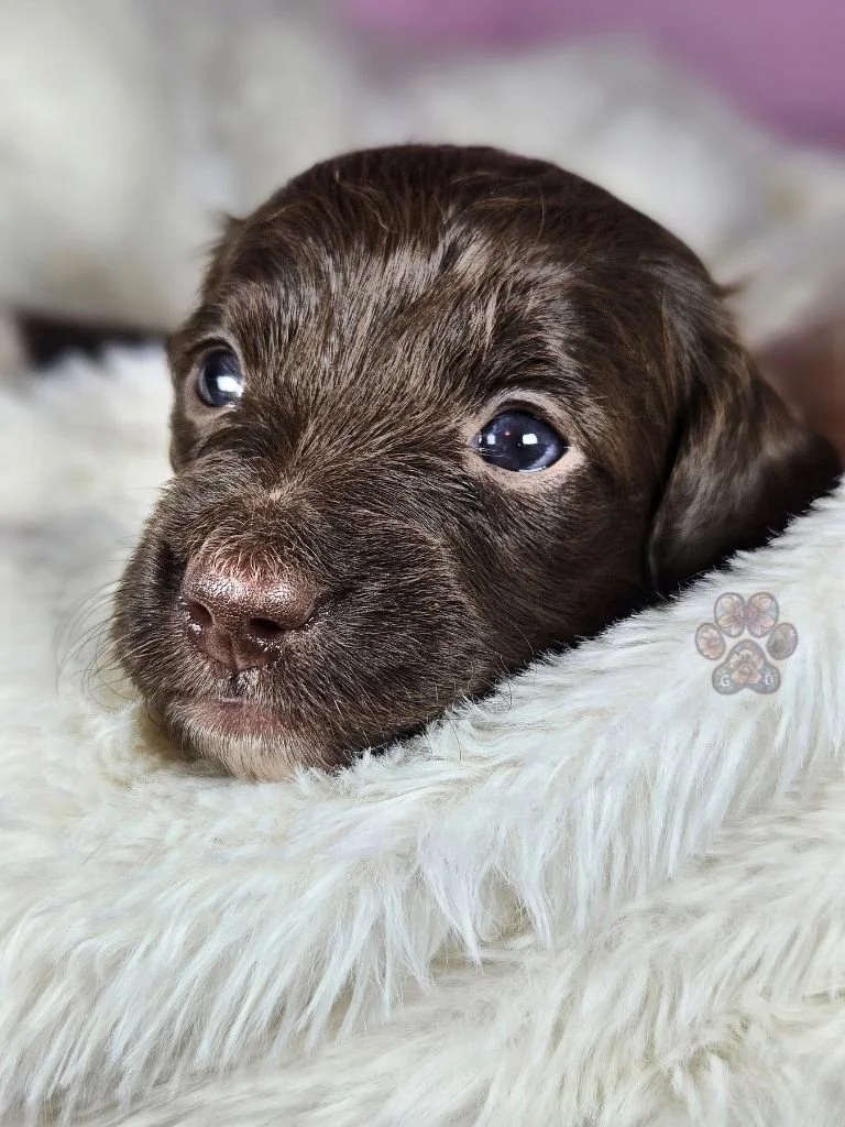 chocolate mini dachshund puppy for sale