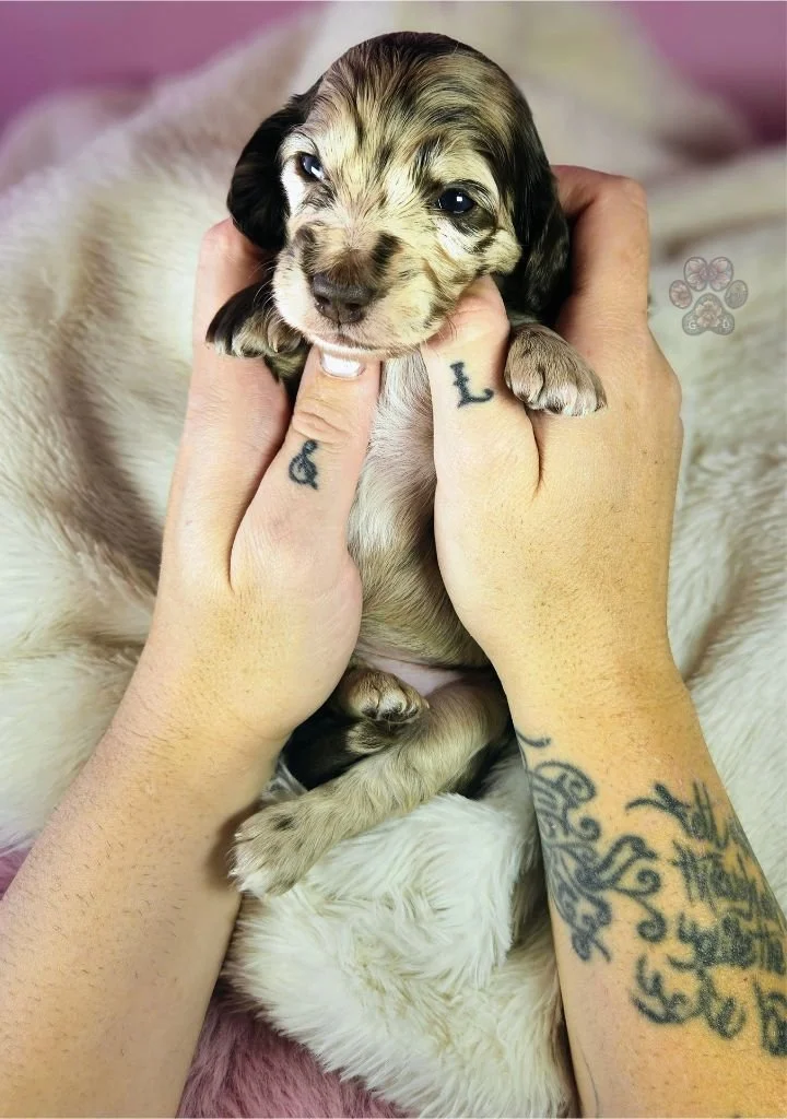 mini dapple dachshund puppy for sale