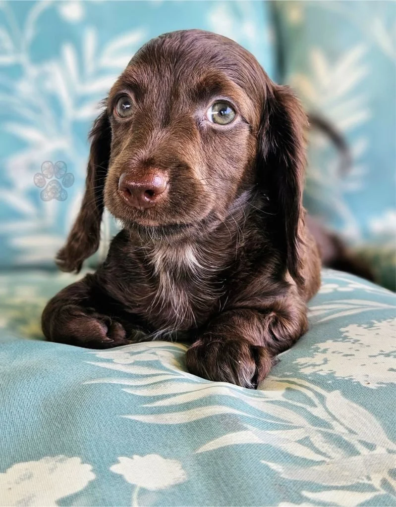 long-haired miniature dachshund puppy available