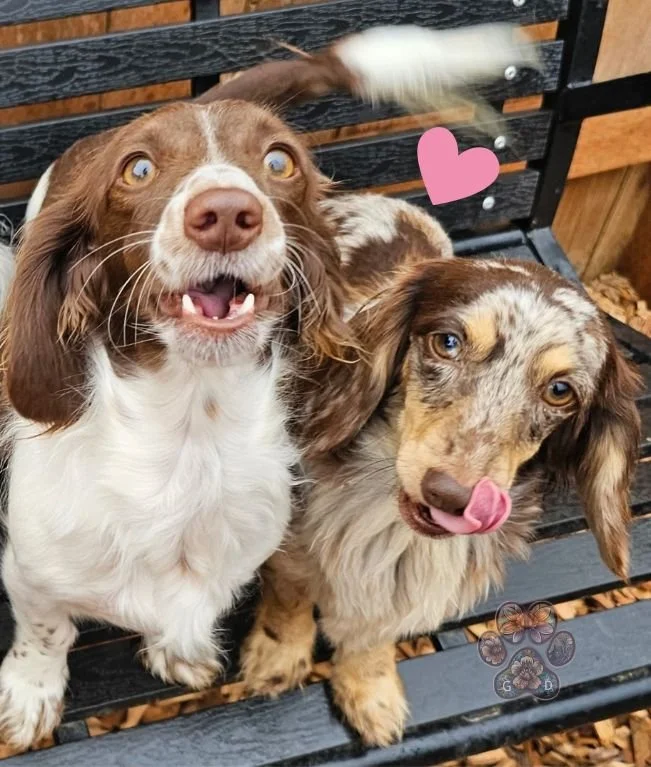 chocolate dapple miniature dachshund puppies for sale