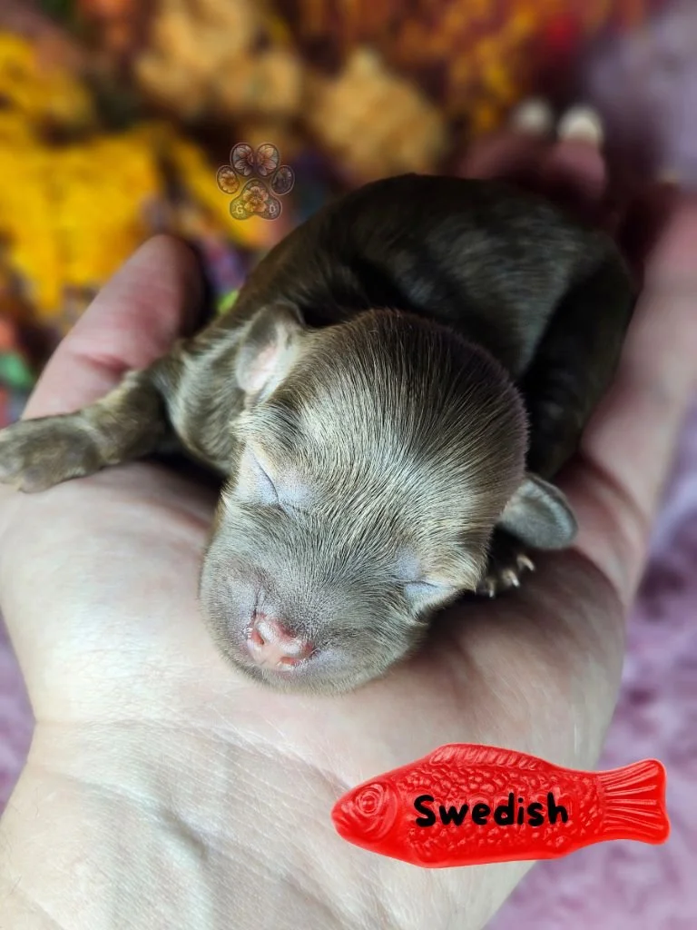 long haired mini dachshund puppy for sale in Oregon