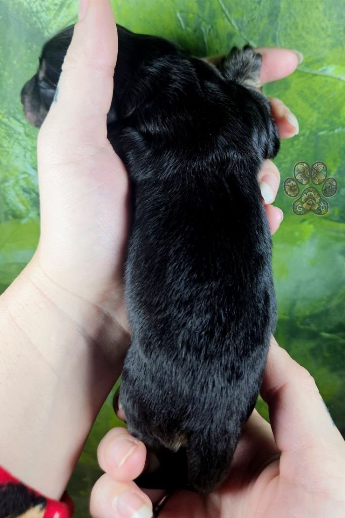 black and cream brindle long-haired dachshund puppy