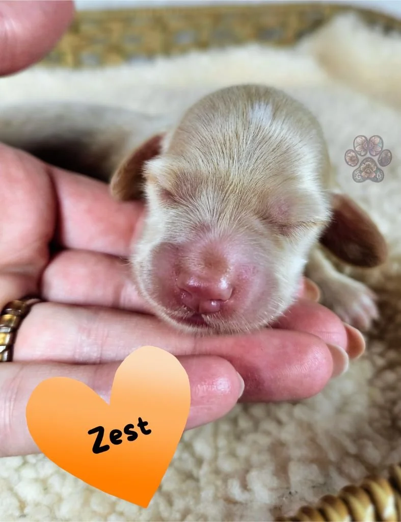 mini dachshund puppy for sale