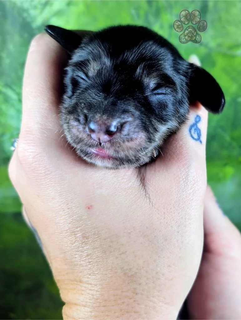 black and cream brindle long-haired dachshund puppy