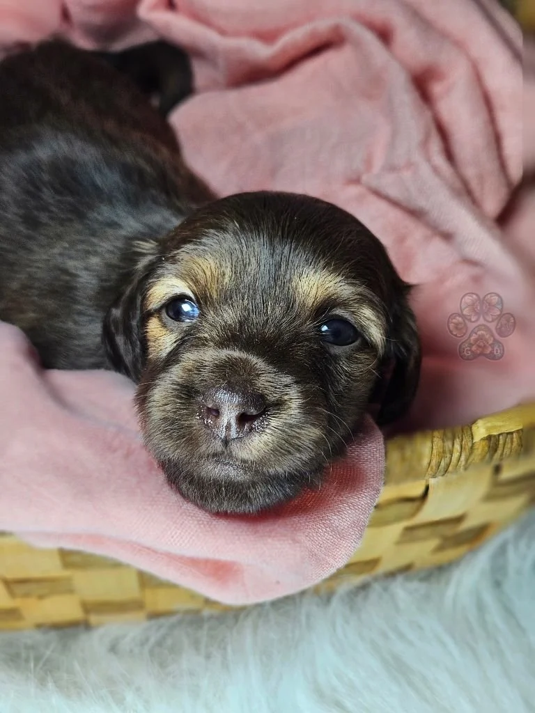 Cream mini dachshund puppy for sale in Oregon