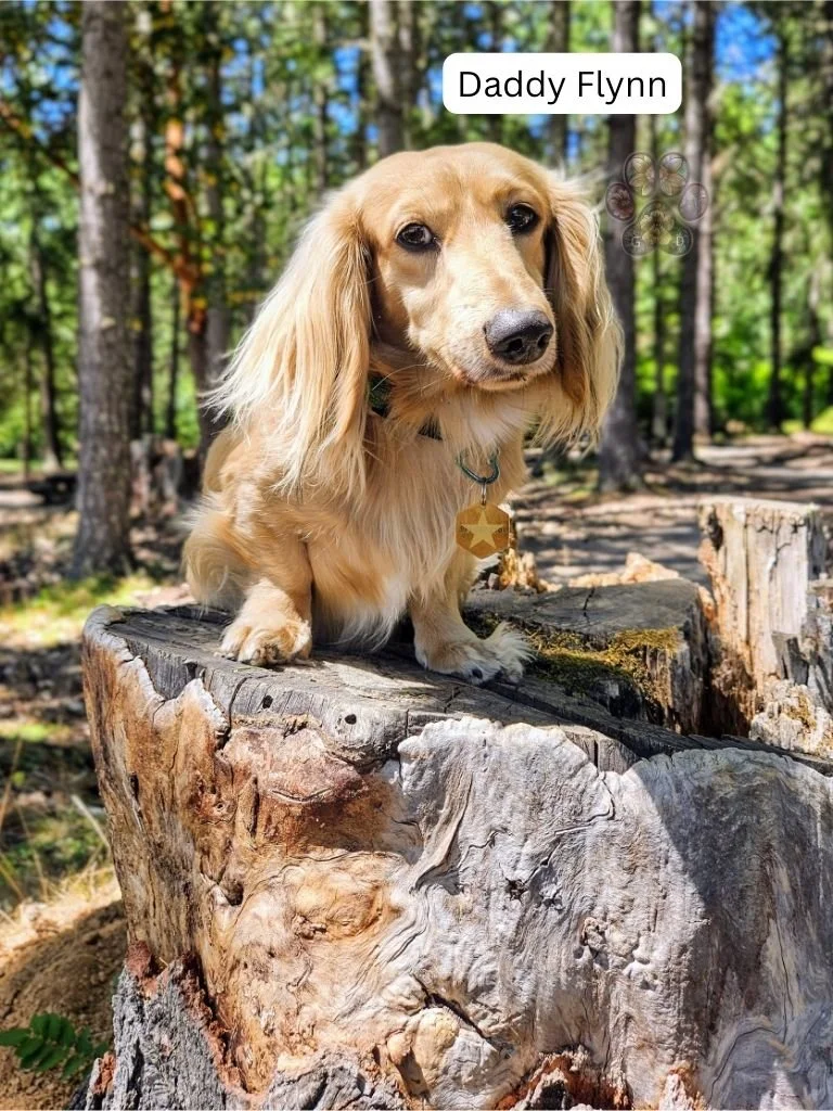 cream long haired dachshund