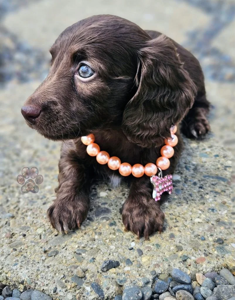 mini dachshund puppy for sale in Oregon