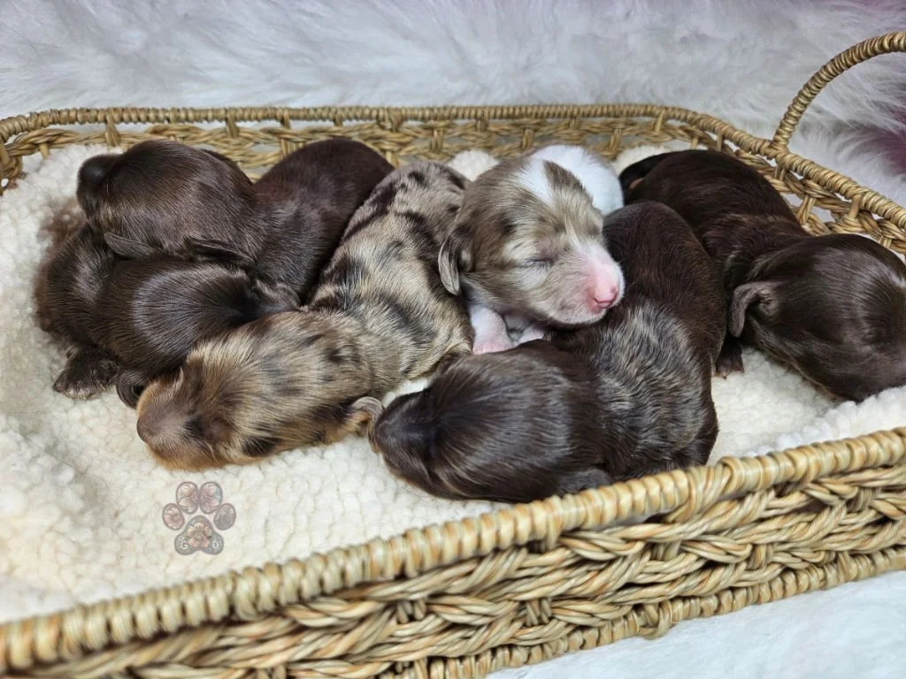 dapple mini dachshund puppies for sale in Oregon