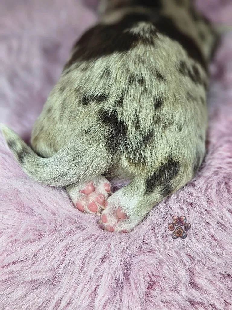 mini dapple dachshund puppy for sale
