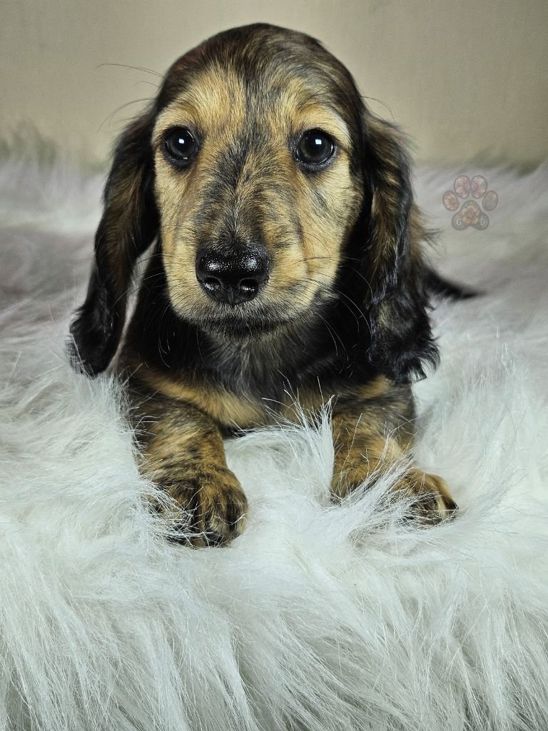 AKC long-haired mini dachshund puppy for sale in Oregon