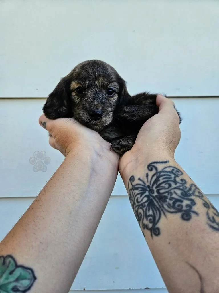 AKC long-haired mini dachshund puppy for sale in Oregon