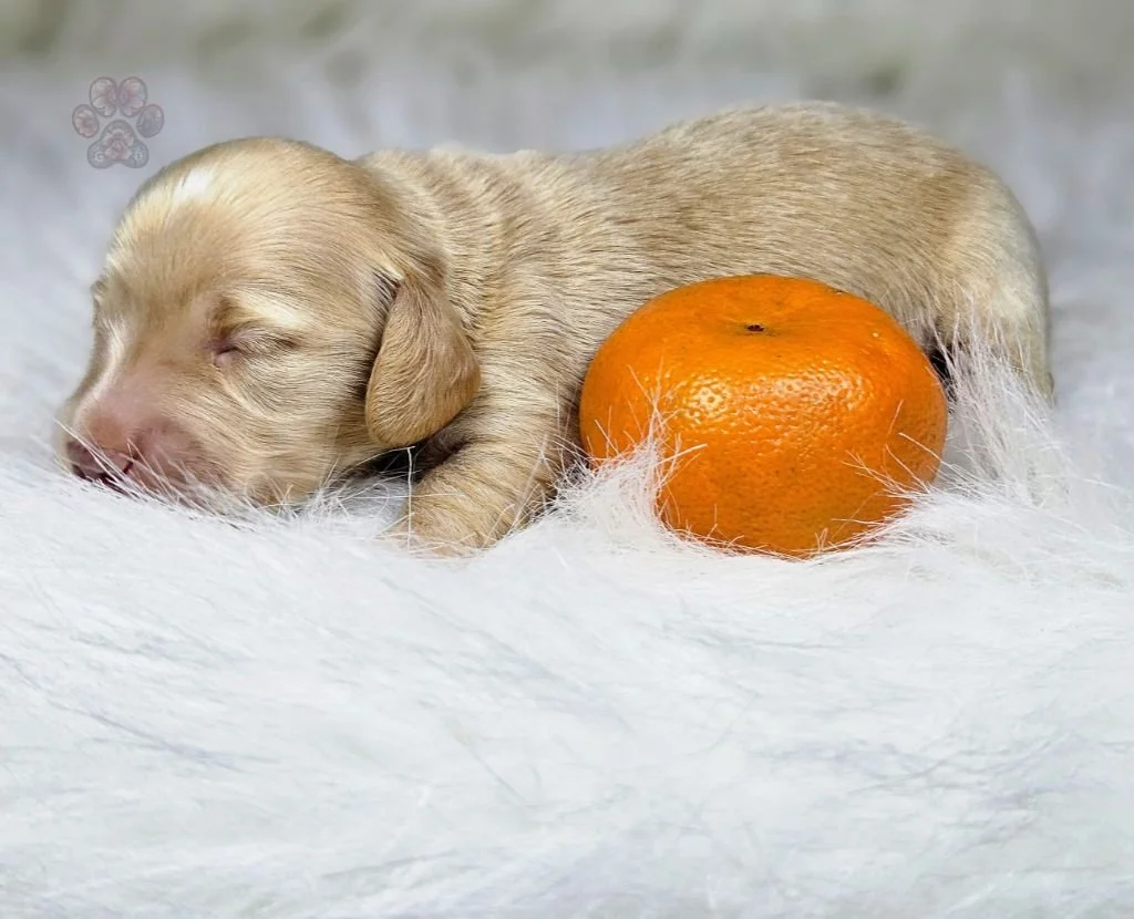 mini dachshund puppy for sale