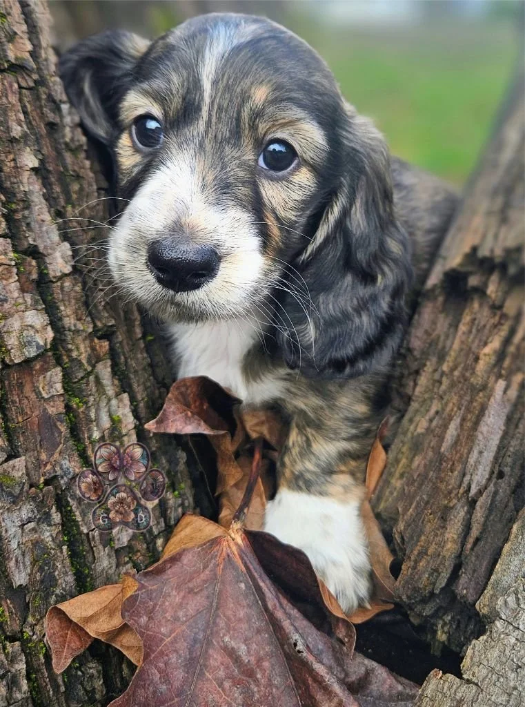 cream brindle long haired mini dachshund