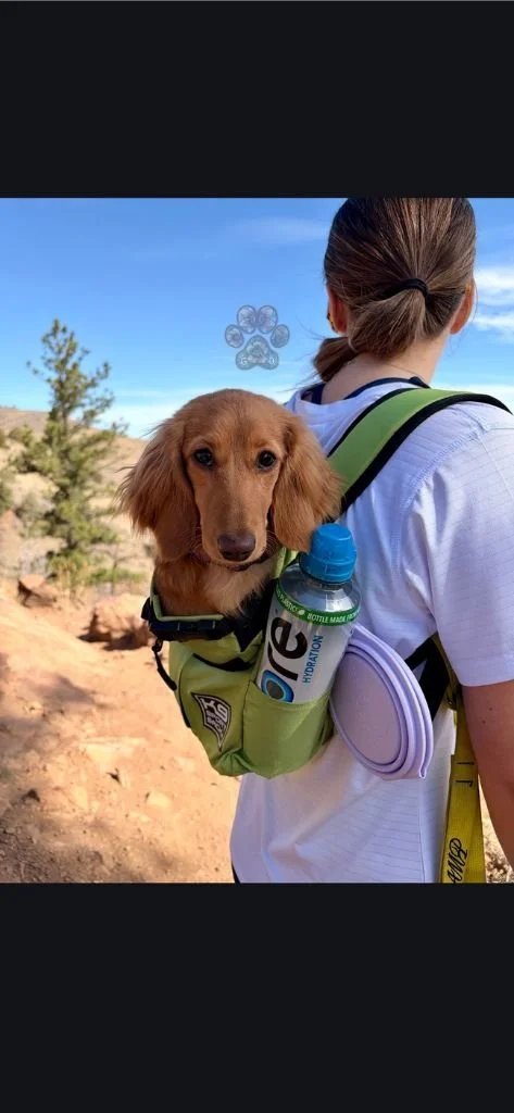 mini dachshund breeder in Oregon