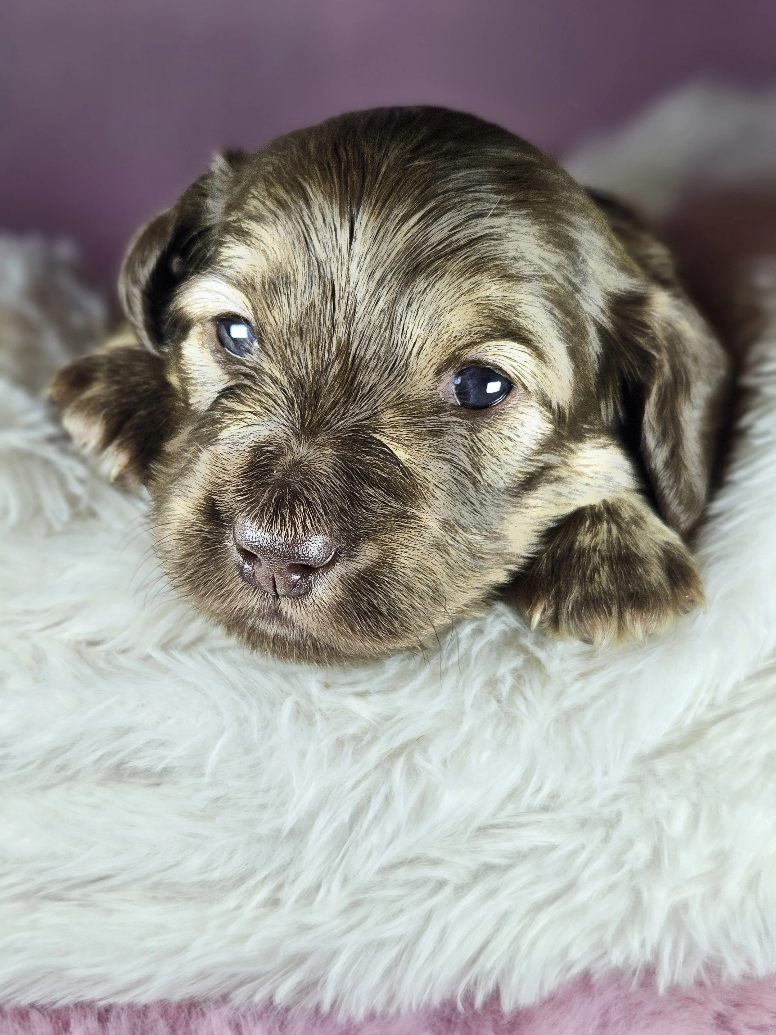 mini dachshund puppy for sale in Oregon