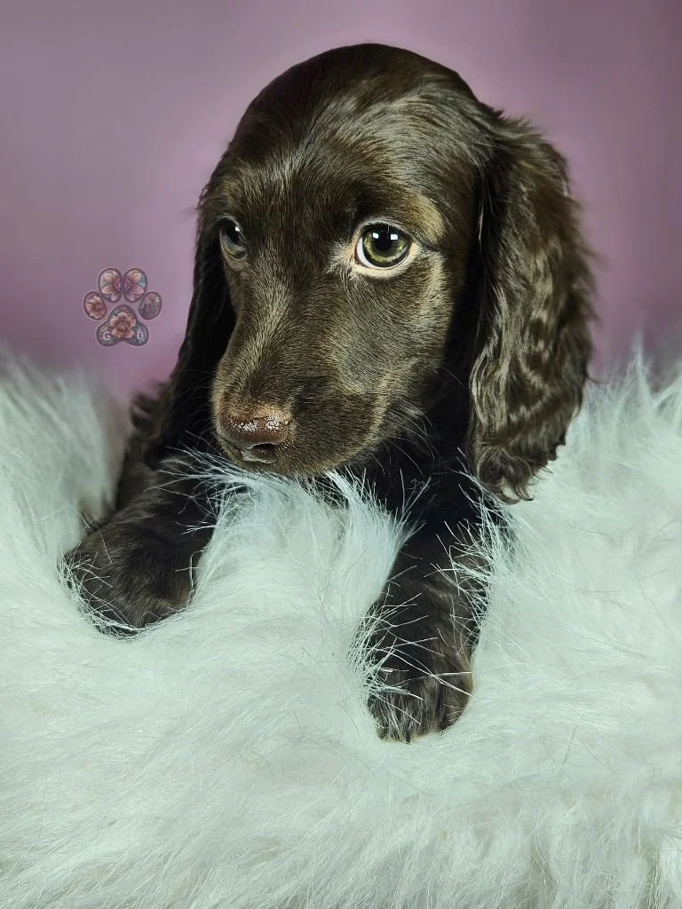 chocolate mini dachshund puppy for sale