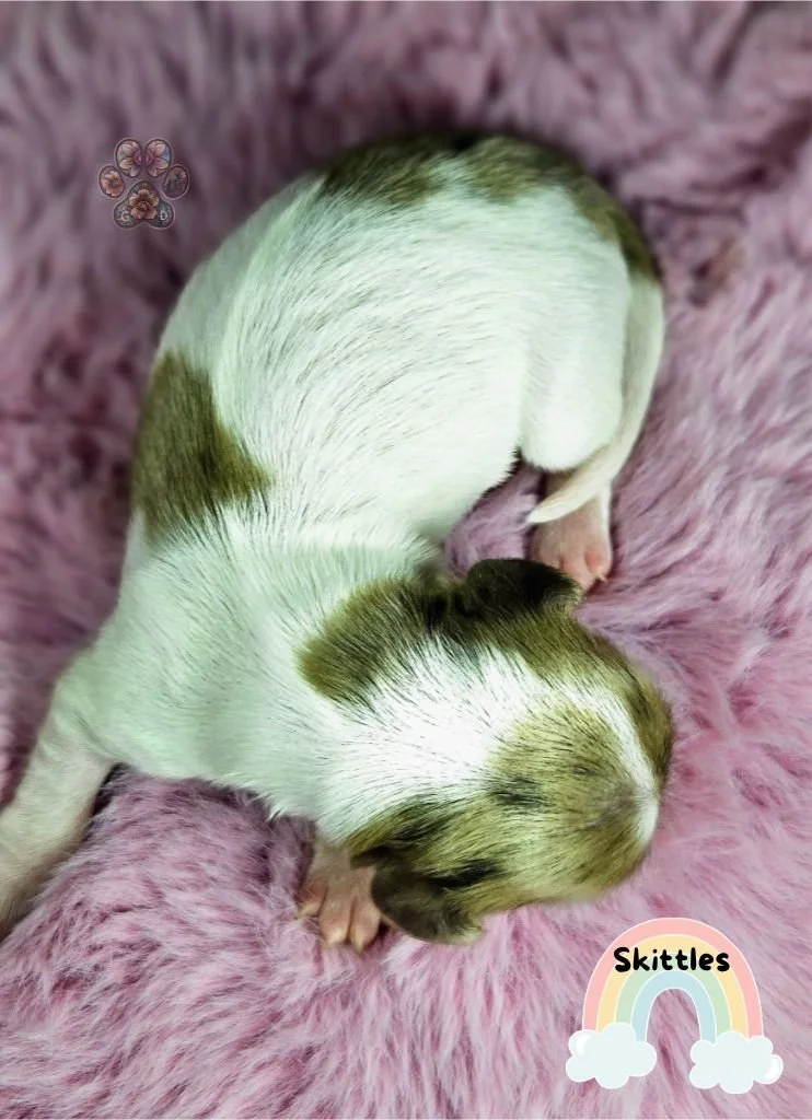 dapple mini dachshund puppies for sale in Oregon
