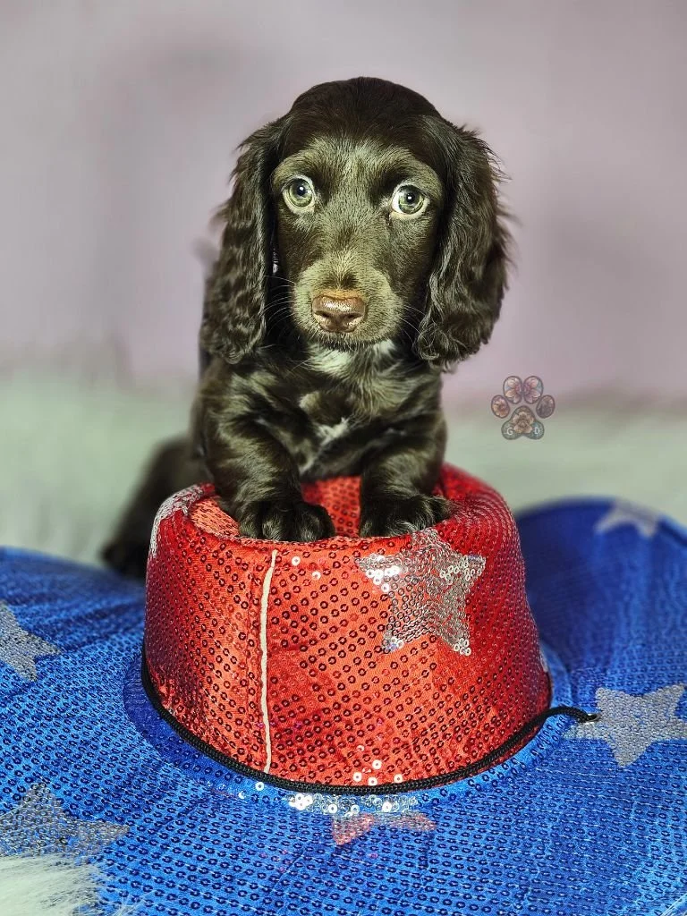 chocolate mini dachshund puppy for sale
