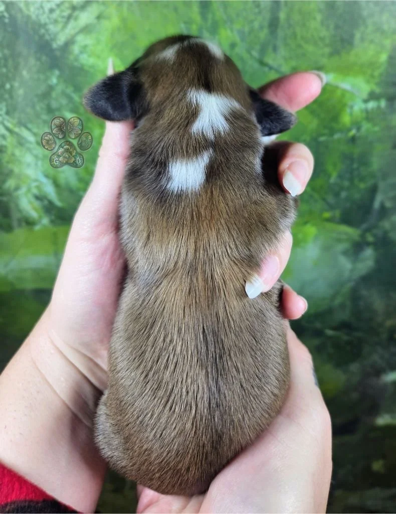 cream long-haired mini dachshund puppy