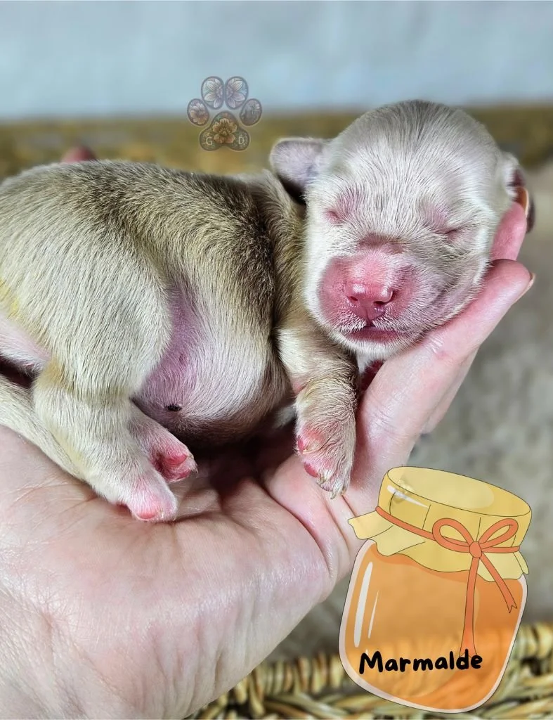 cream mini dachshund puppy