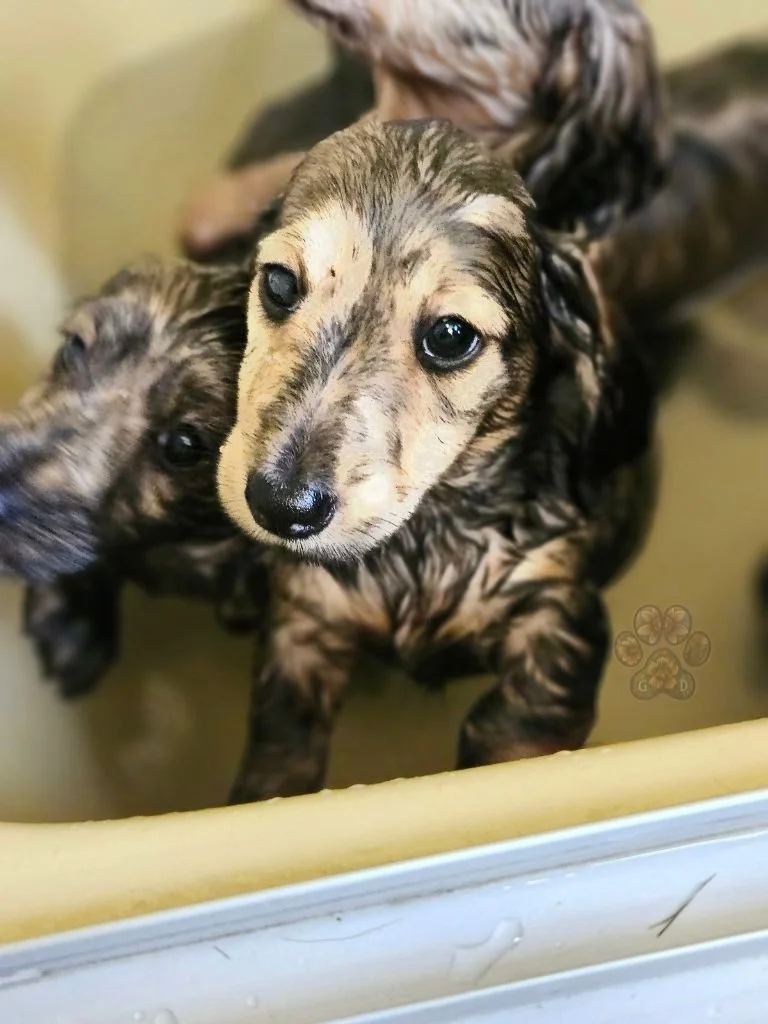 cream-dachshund-puppy (5).jpg