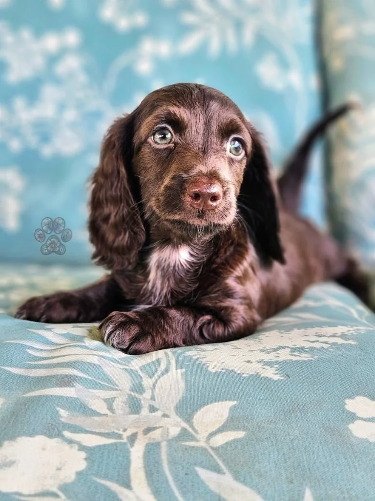 long-haired miniature dachshund puppy available