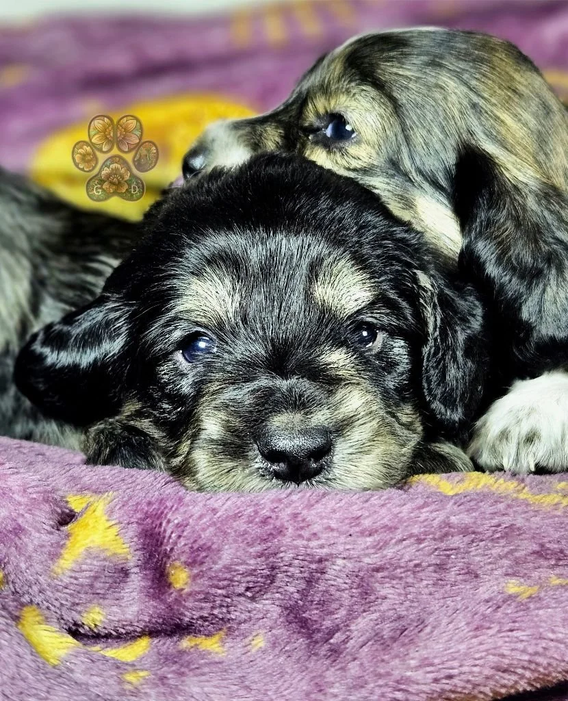 long haired mini dachshund puppy for sale