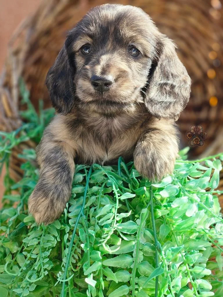 cream brindle dachshund puppy for sale in Oregon
