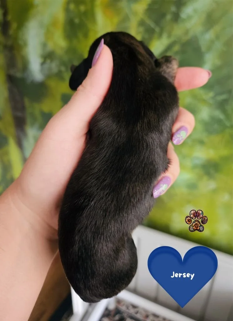 AKC long-haired mini dachshund puppy for sale in Oregon