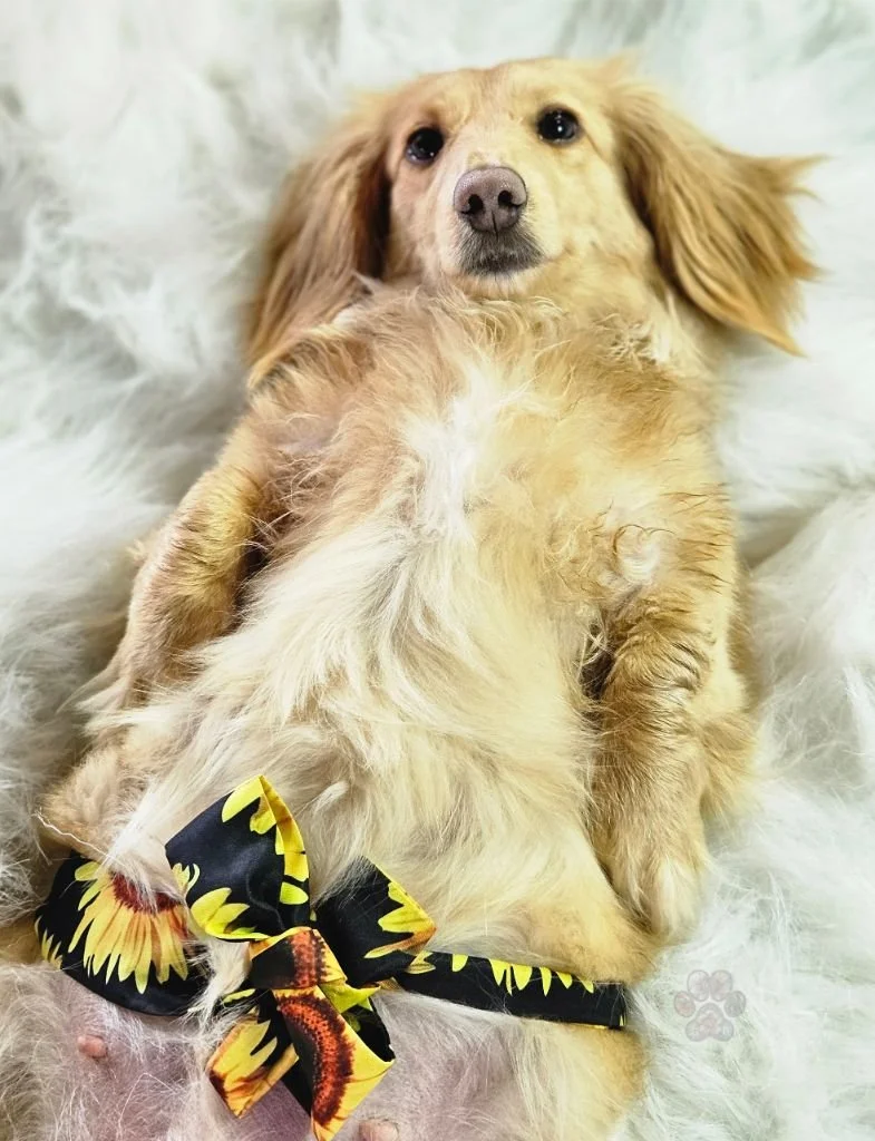 cream-dachshund-puppies.jpg