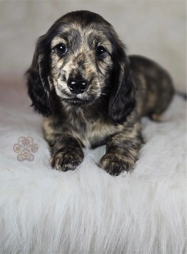 dachshund puppy for sale