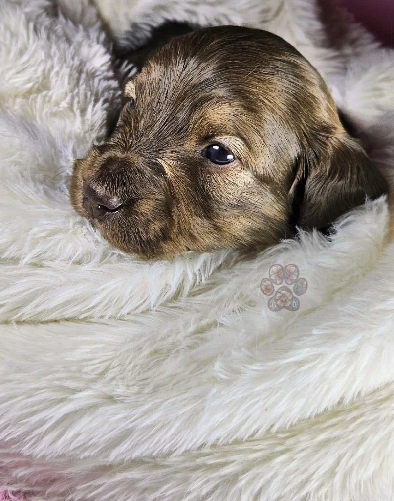 cream mini dachshund puppy for sale