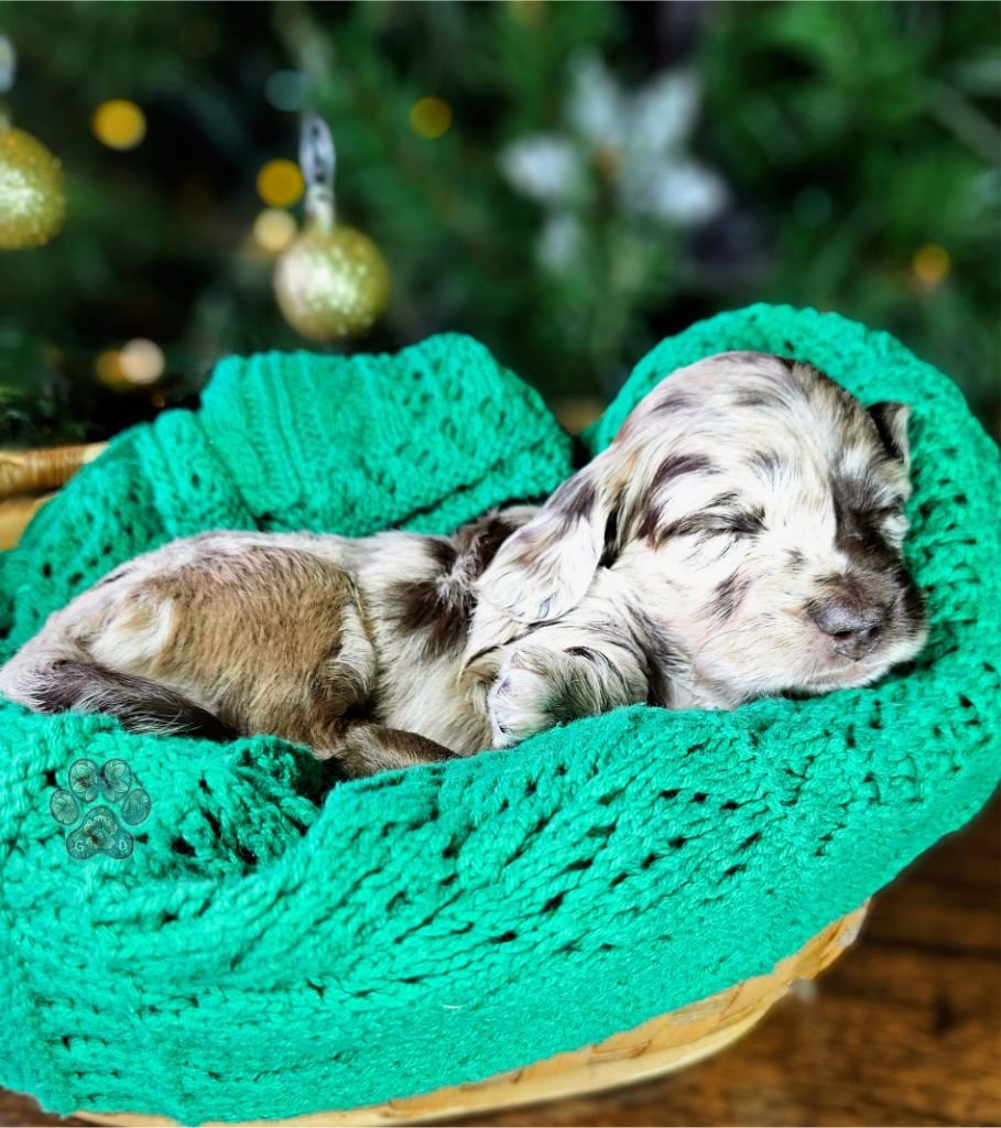long-haired mini dapple dachshund puppy