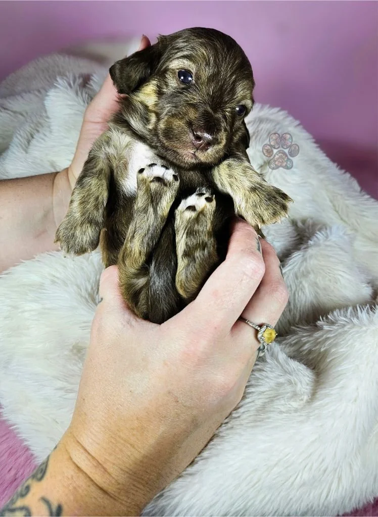 cream mini dachshund puppy for sale