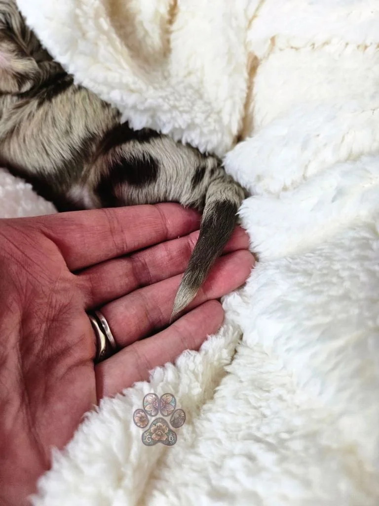 dapple dachshund puppy tail
