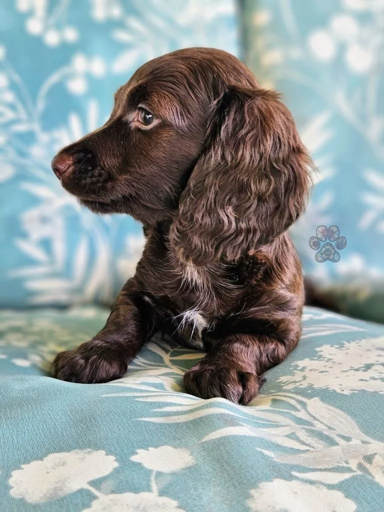 long-haired miniature dachshund puppy available