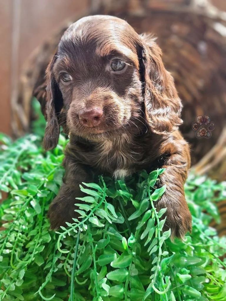 long-haired miniature dachshund puppy available