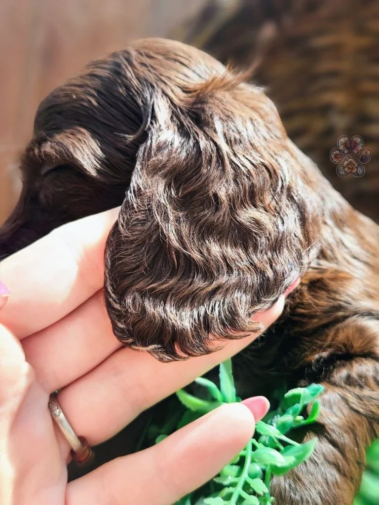 long-haired miniature dachshund puppy available