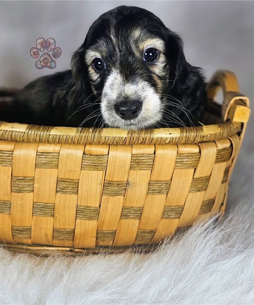 cream brindle long haired mini dachshund