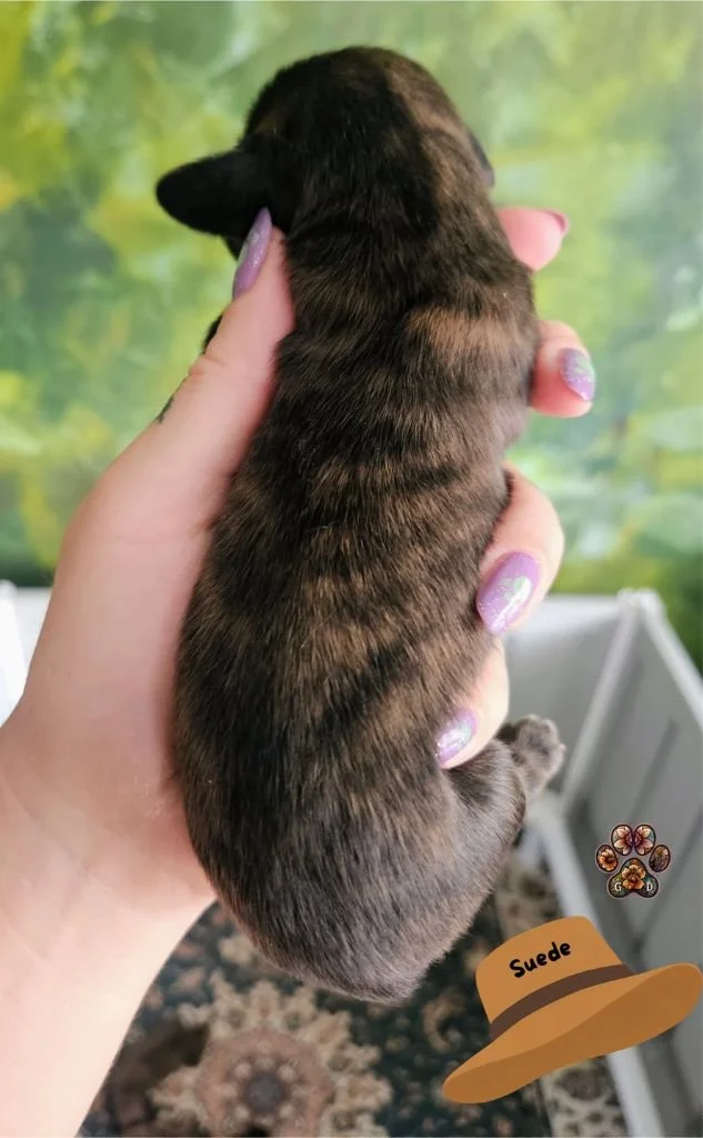 cream brindle dachshund puppy for sale in Oregon