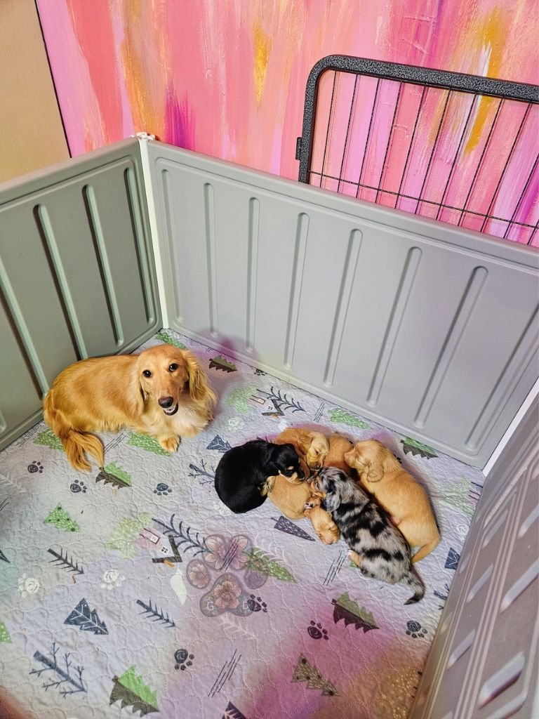 miniature dapple dachshund puppies for sale