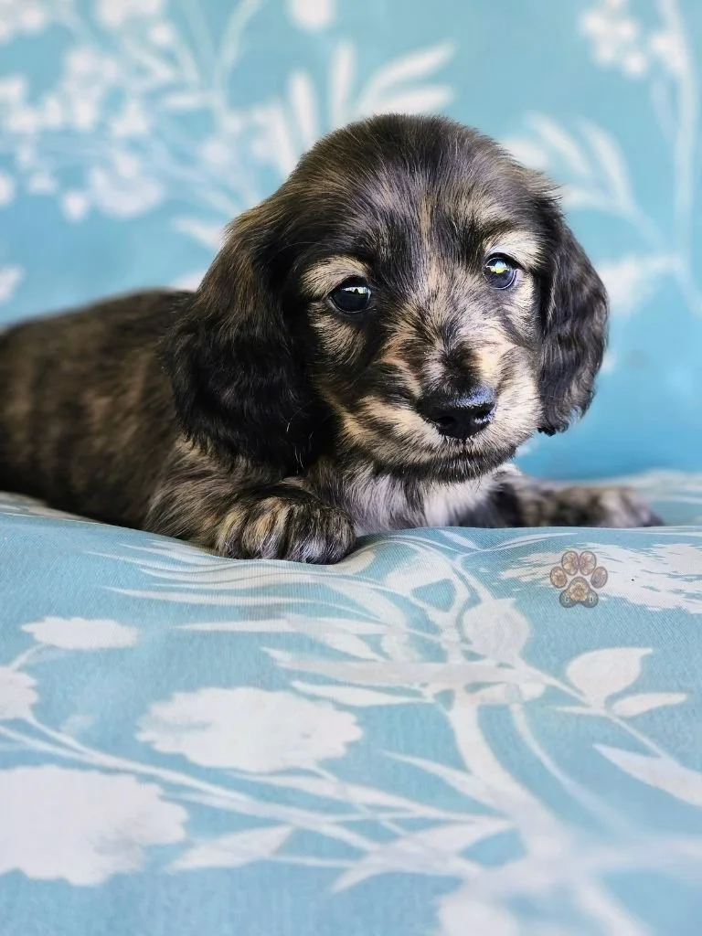 cream brindle dachshund puppy for sale in Oregon