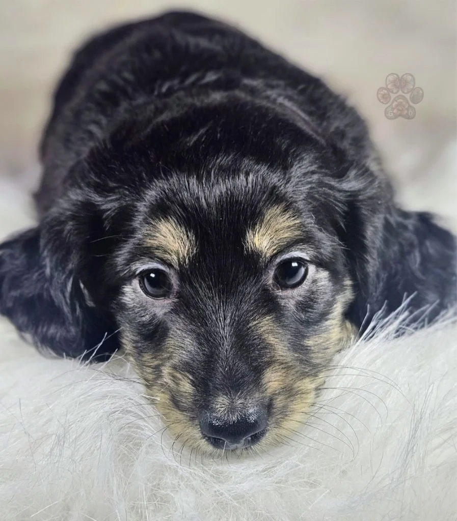 Untitled design (50).jpg