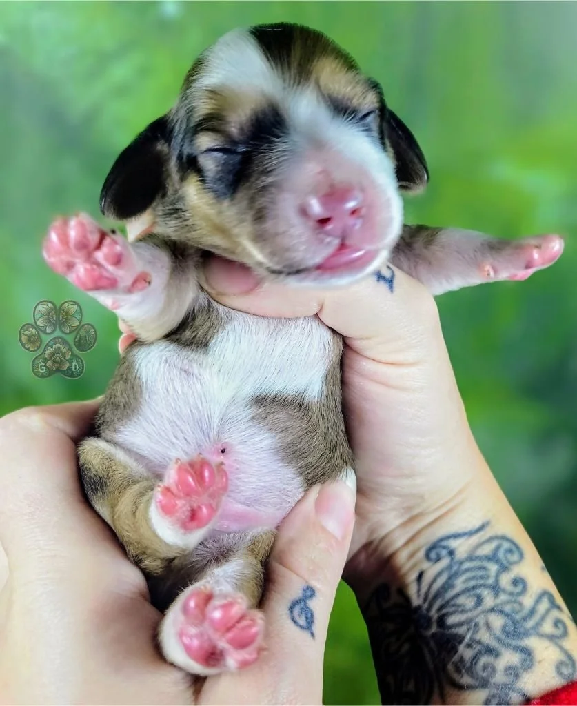 cream long-haired mini dachshund puppy